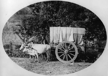 Indischer Ochsenkarren, ca. 1886